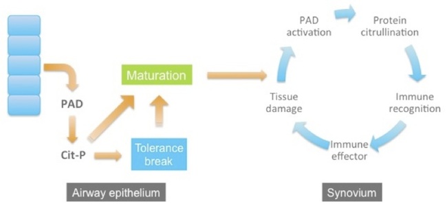 Cycle of PAD airway and synovium