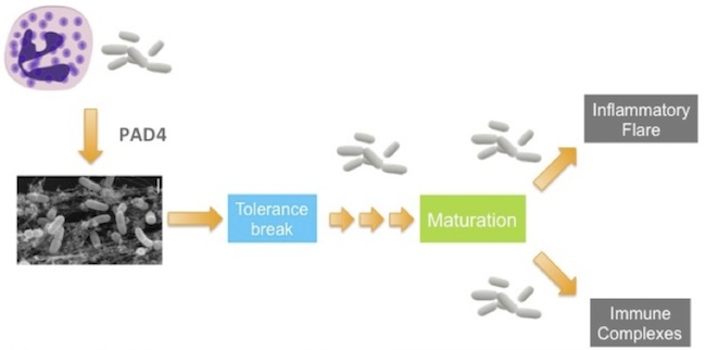 PAD4 inflamamtion maturation